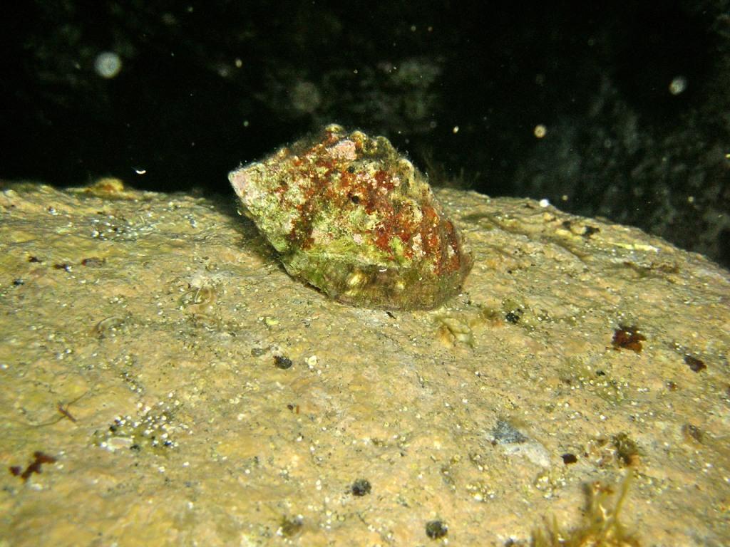 Stramonita haemastoma